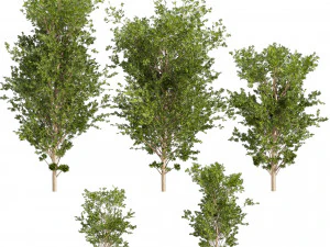 Cole&ccedil;&atilde;o planta vol 550 - &aacute;rvore - guarda-chuva an&atilde;o - Ambiente urbano Modelo 3D