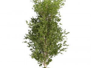 Collection plant vol 550 - tree - dwarf umbrella - Urban environment Modello 3D