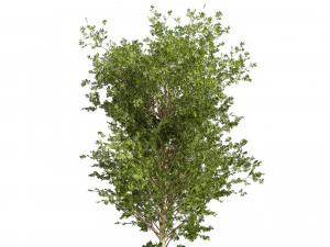 Collection plant vol 550 - tree - dwarf umbrella - Urban environment 3D Model