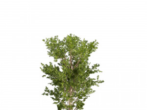 Collection plant vol 550 - tree - dwarf umbrella - Urban environment Modello 3D