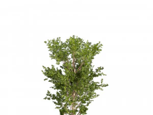 Collection plant vol 550 - tree - dwarf umbrella - Urban environment 3D Model