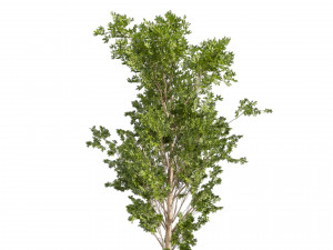 Collection plant vol 550 - tree - dwarf umbrella - Urban environment Modello 3D