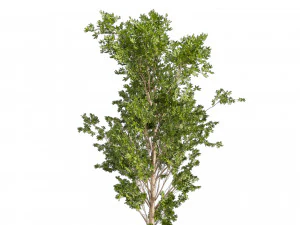 Collection plant vol 550 - tree - dwarf umbrella - Urban environment 3D Model