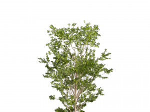 Collection plant vol 550 - tree - dwarf umbrella - Urban environment Modello 3D