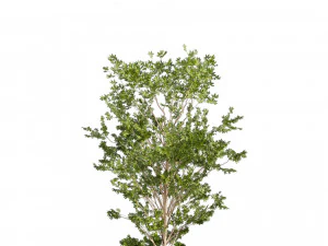 Collection plant vol 550 - tree - dwarf umbrella - Urban environment 3D Model