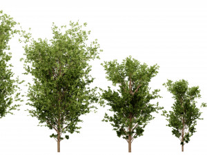 Collection plant vol 550 - blender model 3D Модель