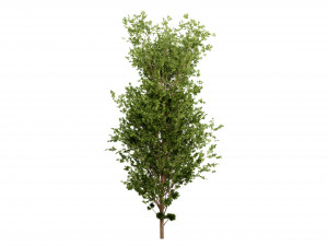 Collection plant vol 550 - blender model 3D Model