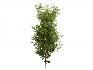 Collection plant vol 550 - blender model 3D Model