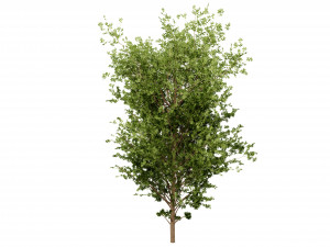 Collection plant vol 550 - blender model 3D Model