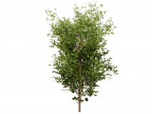 Collection plant vol 550 - blender model 3D Model