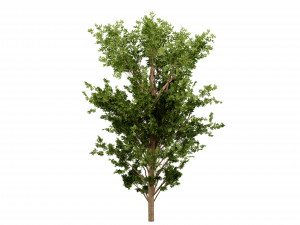 Collection plant vol 550 - blender model 3D Model