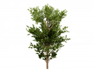 Collection plant vol 550 - blender model 3D Model