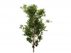 Collection plant vol 550 - blender model 3D Model