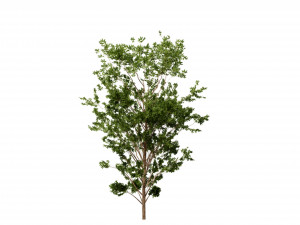 Collection plant vol 550 - blender model 3D Model