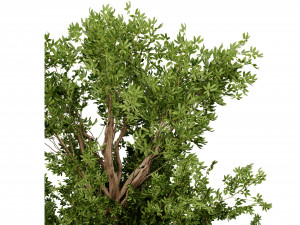 Collection plant vol 550 - blender model 3D Model