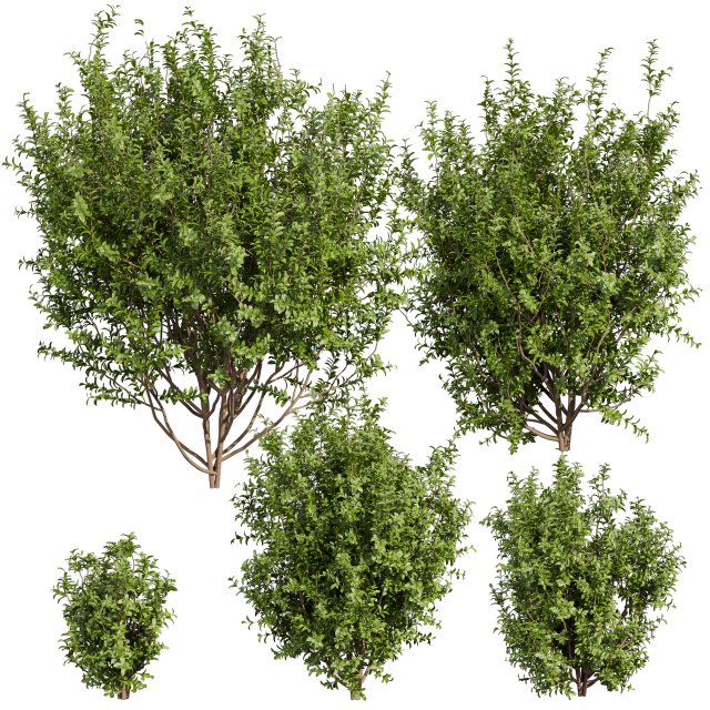 Collection plant vol 551 - Sapodilla - bush - leaf Modèle 3D .c4d .max .obj .3ds .fbx .stl .blend 