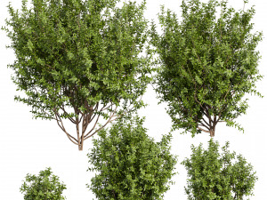 Collection plant vol 551 - Sapodilla - bush - leaf 3D Модель