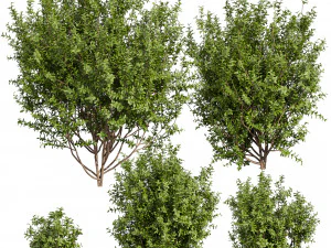 Collection plant vol 551 - Sapodilla - bush - leaf 3D Model