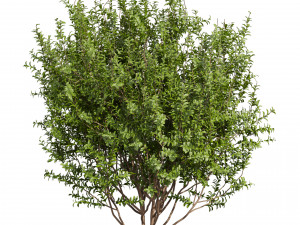 Collection plant vol 551 - Sapodilla - bush - leaf Modèle 3D