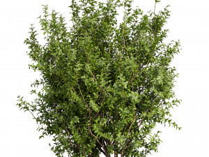 Collection plant vol 551 - Sapodilla - bush - leaf Modèle 3D