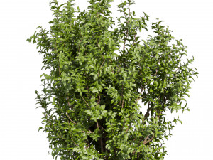 Collection plant vol 551 - Sapodilla - bush - leaf Modèle 3D