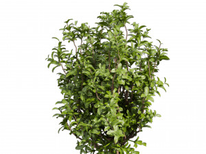 Collection plant vol 551 - Sapodilla - bush - leaf Modèle 3D