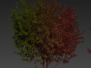 Collection plant vol 551 - Sapodilla - bush - leaf Modèle 3D