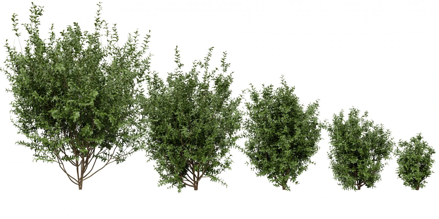 Collection plant vol 551 - blender model 3D Model .c4d .max .obj .3ds .fbx .stl .blend 