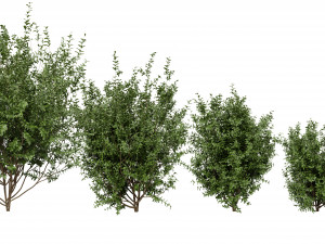 Collection plant vol 551 - blender model 3D Модель
