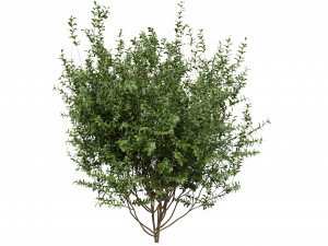 Collection plant vol 551 - blender model Modèle 3D
