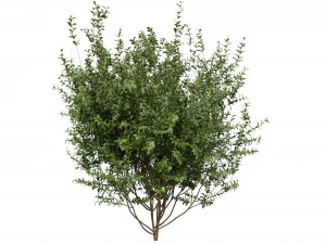 Collection plant vol 551 - blender model 3D Model