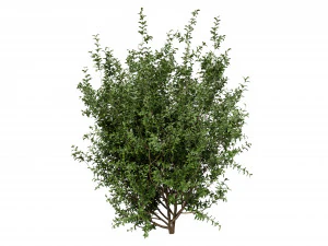 Collection plant vol 551 - blender model 3D Model