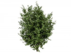 Collection plant vol 551 - blender model 3D Model