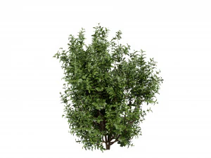Collection plant vol 551 - blender model 3D Model
