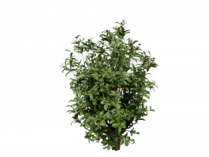 Collection plant vol 551 - blender model 3D Model