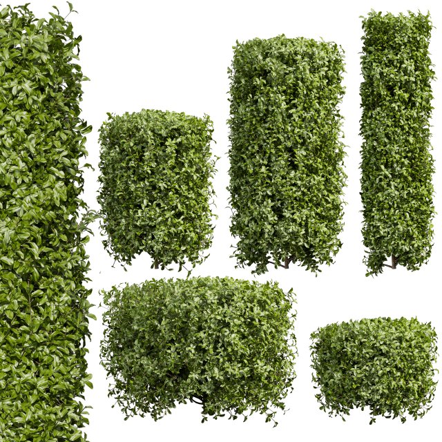 Collection plant vol 552 - Cylinder - ivy - laurus - nobilis - bush 3D Модель .c4d .max .obj .3ds .fbx .stl .blend 