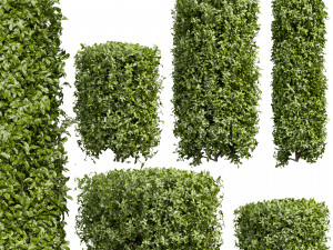 Collection plant vol 552 - Cylinder - ivy - laurus - nobilis - bush 3D Модель