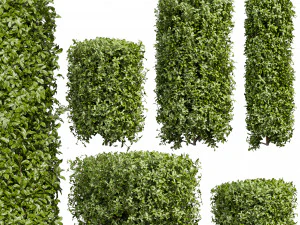 कलेक्शन प्लांट वॉल्यूम 552 - सिलेंडर - आइवी - लौरस - नोबिलिस - बुश 3D मॉडल