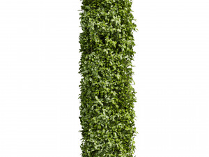 Collection plant vol 552 - Cylinder - ivy - laurus - nobilis - bush 3D Модель