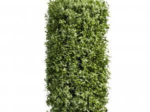 Collection plant vol 552 - Cylinder - ivy - laurus - nobilis - bush 3D Модель