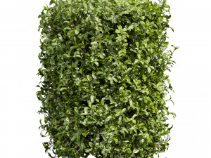 Collection plant vol 552 - Cylinder - ivy - laurus - nobilis - bush 3D Модель