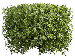 Collection plant vol 552 - Cylinder - ivy - laurus - nobilis - bush 3D Модель