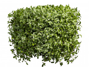 Collection plant vol 552 - Cylinder - ivy - laurus - nobilis - bush 3D Модель
