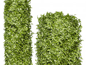 Collection plant vol 552 - Cylinder - ivy - laurus - nobilis - bush 3D Модель