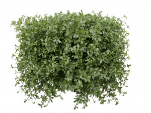 Collection plant vol 552 - blender model 3D Model