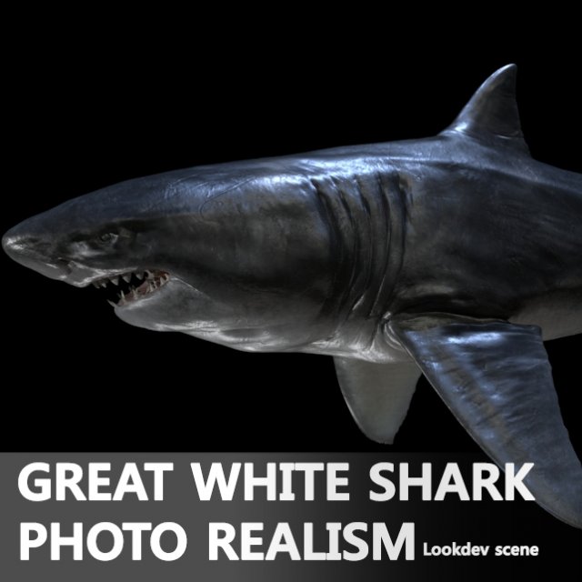 greath white shark Modello 3D .c4d .max .obj .3ds .fbx .stl .blend 