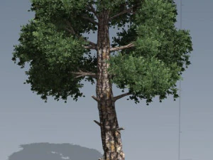tress pack 3D Model