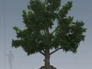 tress pack 3D Model
