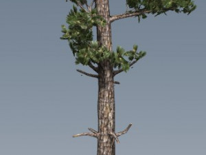 tress pack 3D Модель