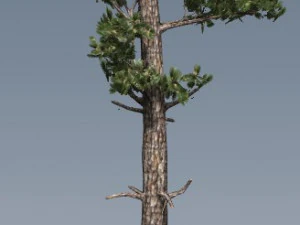 tress pack 3D Model